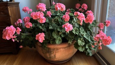 Gerânio — antisséptico natural e protetor do seu lar. Esta simples flor trabalha mais suavemente do que qualquer purificador de ar