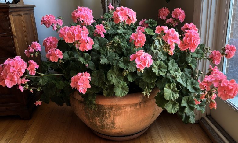 Gerânio — antisséptico natural e protetor do seu lar. Esta simples flor trabalha mais suavemente do que qualquer purificador de ar