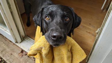 O meu cachorro trouxe para casa o suéter da minha filha falecida e depois me levou a um lugar que me deixou sem palavras…