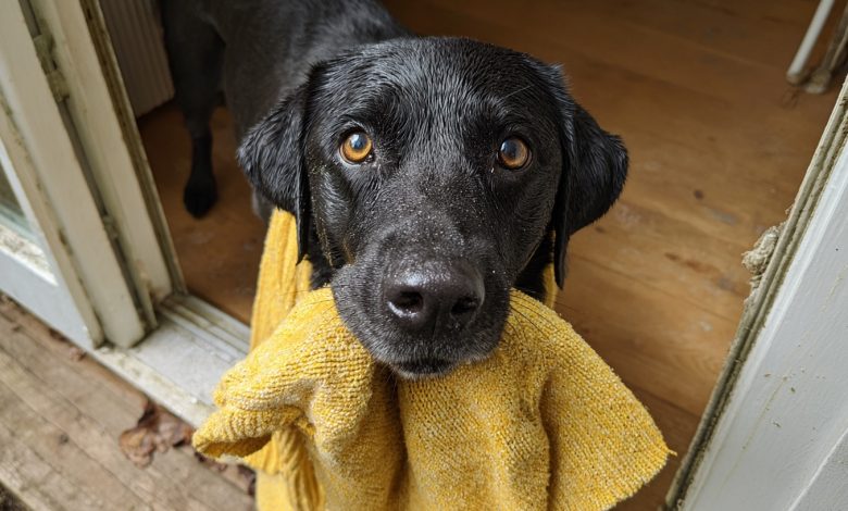 O meu cachorro trouxe para casa o suéter da minha filha falecida e depois me levou a um lugar que me deixou sem palavras… O meu cachorro trouxe para casa o suéter da minha filha falecida e depois me levou a um lugar que me deixou sem palavras…