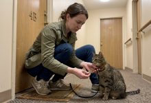 O vizinho desapareceu, deixando seu gato comigo — e algumas semanas depois encontrei uma chave e um bilhete na coleira.