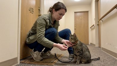 O vizinho desapareceu, deixando seu gato comigo — e algumas semanas depois encontrei uma chave e um bilhete na coleira.