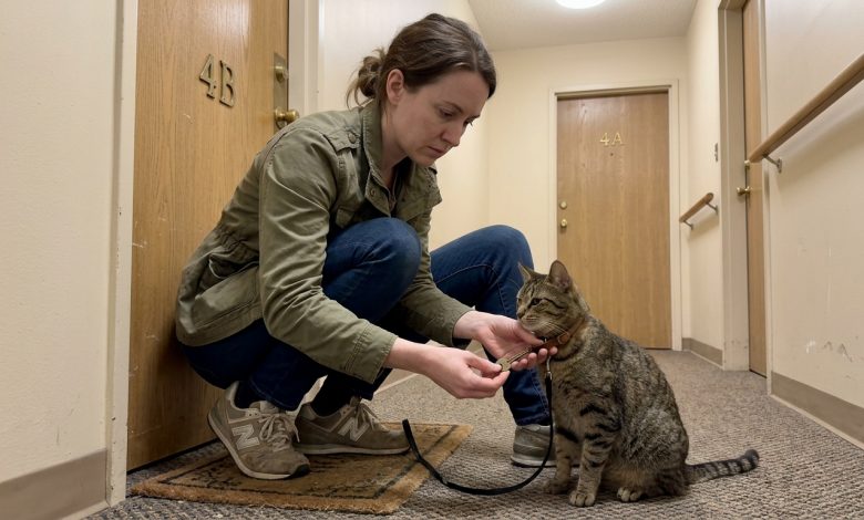 O vizinho desapareceu, deixando seu gato comigo — e algumas semanas depois encontrei uma chave e um bilhete na coleira.