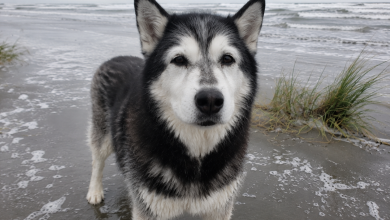 Levámos o nosso velho husky à praia para nos despedirmos do mar, mas depois ele levantou-se e fez algo que nunca poderei esquecer