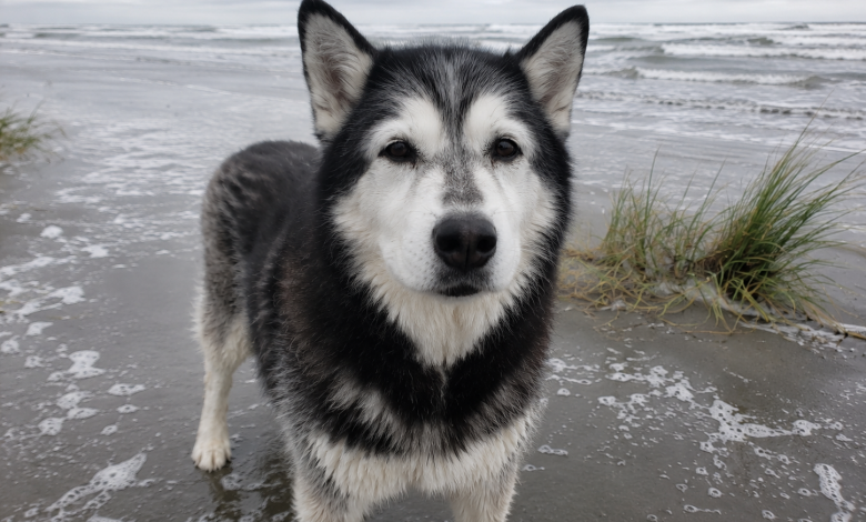 Levámos o nosso velho husky à praia para nos despedirmos do mar, mas depois ele levantou-se e fez algo que nunca poderei esquecer
