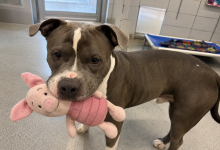 No canil mais afastado, estava sentado um pitbull adulto com um brinquedo na boca. E, quando nos aproximamos, ele fez algo que os funcionários do abrigo nunca tinham visto…