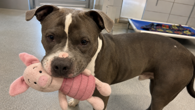 No canil mais afastado, estava sentado um pitbull adulto com um brinquedo na boca. E, quando nos aproximamos, ele fez algo que os funcionários do abrigo nunca tinham visto…