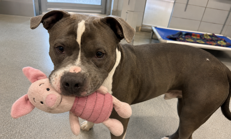 No canil mais afastado, estava sentado um pitbull adulto com um brinquedo na boca. E, quando nos aproximamos, ele fez algo que os funcionários do abrigo nunca tinham visto…